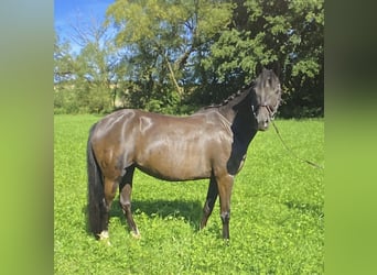 Hanoverian, Mare, 9 years, 14,2 hh, Bay-Dark