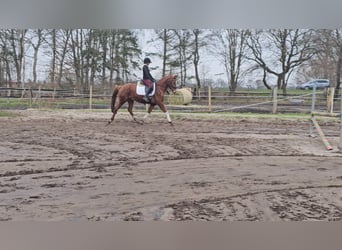 Hanoverian, Mare, 9 years, 15.2 hh, Chestnut-Red