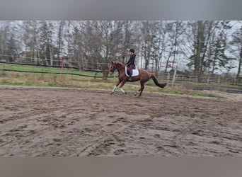 Hanoverian, Mare, 9 years, 15.2 hh, Chestnut-Red