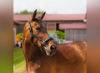 Hanoverian, Mare, 9 years, 15.3 hh, Brown