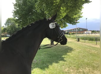 Hanoverian, Mare, 9 years, 16,1 hh, Black