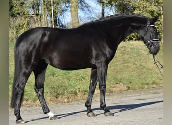 Hanoverian, Mare, 9 years, 16,1 hh, Black