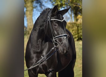 Hanoverian, Mare, 9 years, 16,1 hh, Black