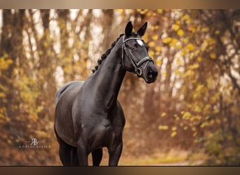 Hanoverian, Mare, 9 years, 16.1 hh, Black