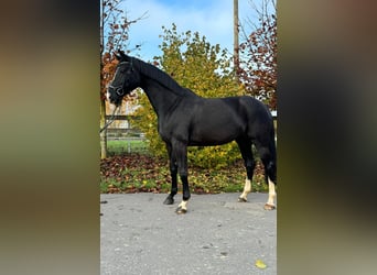 Hanoverian, Mare, 9 years, 16,1 hh, Black