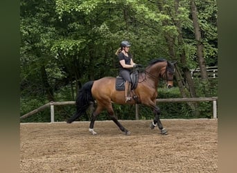 Hanoverian, Mare, 9 years, 16.1 hh, Brown
