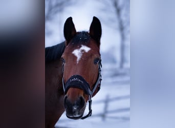 Hanoverian, Mare, 9 years, 16.1 hh, Brown