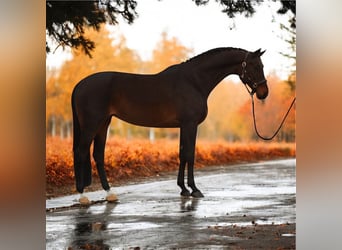 Hanoverian, Mare, 9 years, 16.1 hh, Brown