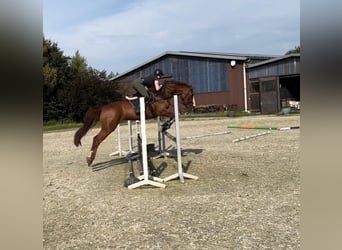 Hanoverian, Mare, 9 years, 16,1 hh, Chestnut