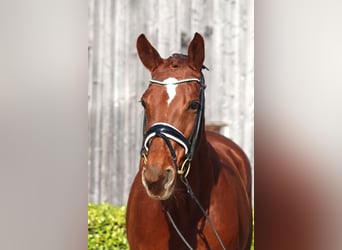 Hanoverian, Mare, 9 years, 16,1 hh, Chestnut