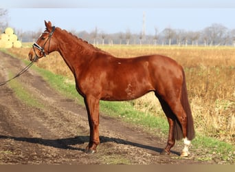 Hanoverian, Mare, 9 years, 16,1 hh, Chestnut