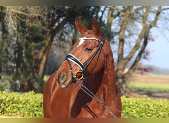 Hanoverian, Mare, 9 years, 16,1 hh, Chestnut