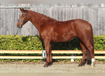 Hanoverian, Mare, 9 years, 16,1 hh, Chestnut