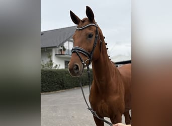 Hanoverian, Mare, 9 years, 16,1 hh, Chestnut-Red