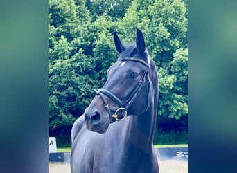 Hanoverian, Mare, 9 years, 16.1 hh, Smoky-Black