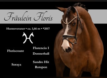 Hanoverian, Mare, 9 years, 16.1 hh, Smoky-Black