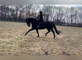 Hanoverian, Mare, 9 years, 16,2 hh, Bay-Dark