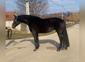 Hanoverian, Mare, 9 years, 16,2 hh, Bay-Dark