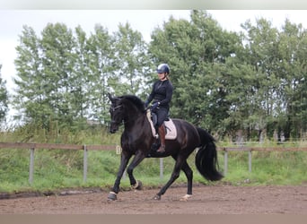 Hanoverian, Mare, 9 years, 16.2 hh, Black
