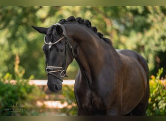 Hanoverian, Mare, 9 years, 16,2 hh, Black