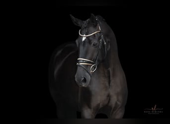 Hanoverian, Mare, 9 years, 16,2 hh, Black