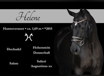 Hanoverian, Mare, 9 years, 16,2 hh, Black