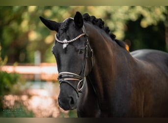 Hanoverian, Mare, 9 years, 16,2 hh, Black