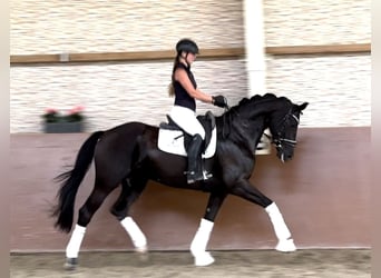 Hanoverian, Mare, 9 years, 16,2 hh, Black