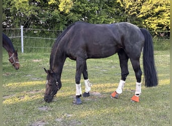 Hanoverian, Mare, 9 years, 16.2 hh, Black