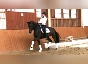 Hanoverian, Mare, 9 years, 16,2 hh, Brown