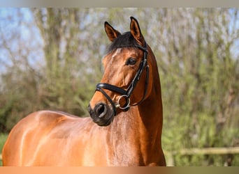 Hanoverian, Mare, 9 years, 16.2 hh, Brown