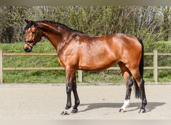 Hanoverian, Mare, 9 years, 16.2 hh, Brown