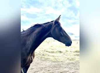 Hanoverian, Mare, 9 years, 16.2 hh, Chestnut