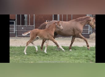 Hanoverian, Mare, 9 years, 16.2 hh, Chestnut-Red