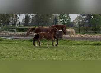 Hanoverian, Mare, 9 years, 16.2 hh, Chestnut-Red