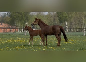 Hanoverian, Mare, 9 years, 16.2 hh, Chestnut-Red