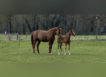 Hanoverian, Mare, 9 years, 16.2 hh, Chestnut-Red