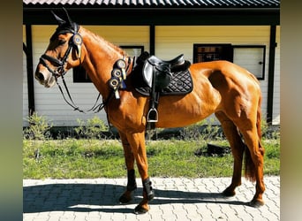 Hanoverian, Mare, 9 years, 16,2 hh, Chestnut-Red