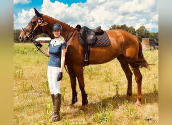 Hanoverian, Mare, 9 years, 16,2 hh, Chestnut-Red