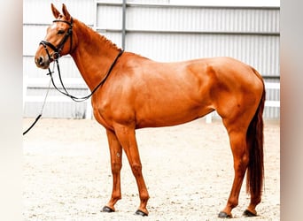 Hanoverian, Mare, 9 years, 16,2 hh, Chestnut-Red