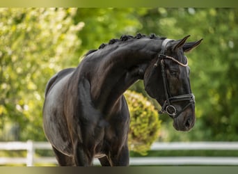 Hanoverian, Mare, 9 years, 16,2 hh, Smoky-Black