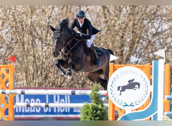 Hanoverian, Mare, 9 years, 16.3 hh, Black