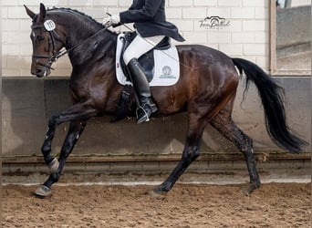 Hanoverian, Mare, 9 years, 16.3 hh, Brown