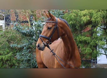 Hanoverian, Mare, 9 years, 16.3 hh, Brown