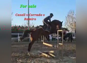 Hanoverian, Mare, 9 years, 16.3 hh, Brown