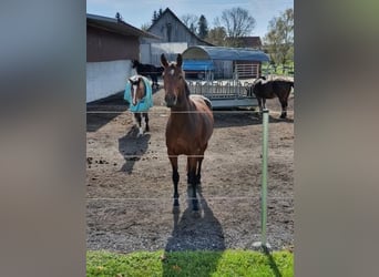 Hanoverian, Mare, 9 years, 16 hh, Bay-Dark