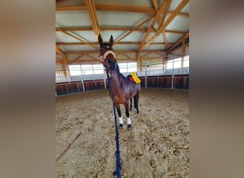 Hanoverian, Mare, 9 years, 16 hh, Bay-Dark