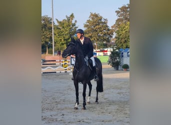 Hanoverian, Mare, 9 years, 16 hh, Bay-Dark