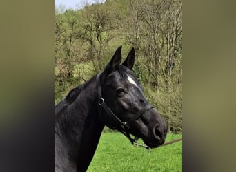 Hanoverian, Mare, 9 years, 16 hh, Black