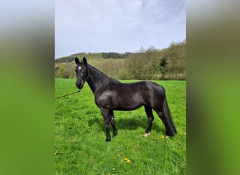 Hanoverian, Mare, 9 years, 16 hh, Black